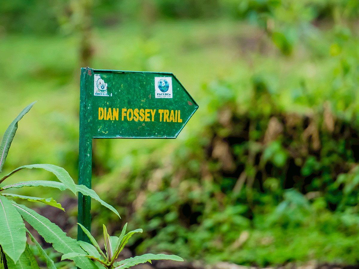 Days Volcanoes Np Gorillas And Dian Fossey Grave Hike Wilderness