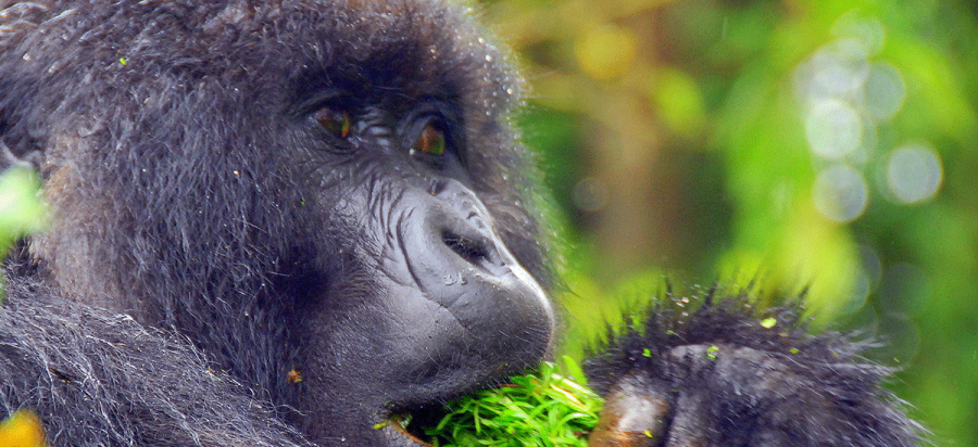 2 Days Rwanda Gorilla Safari Holiday
