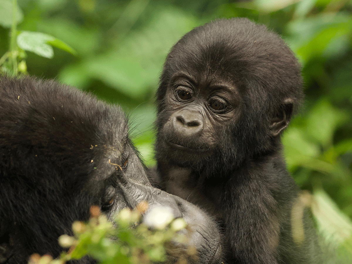 3 Days Gorilla Trekking Safari in Volcanoes NP Rwanda