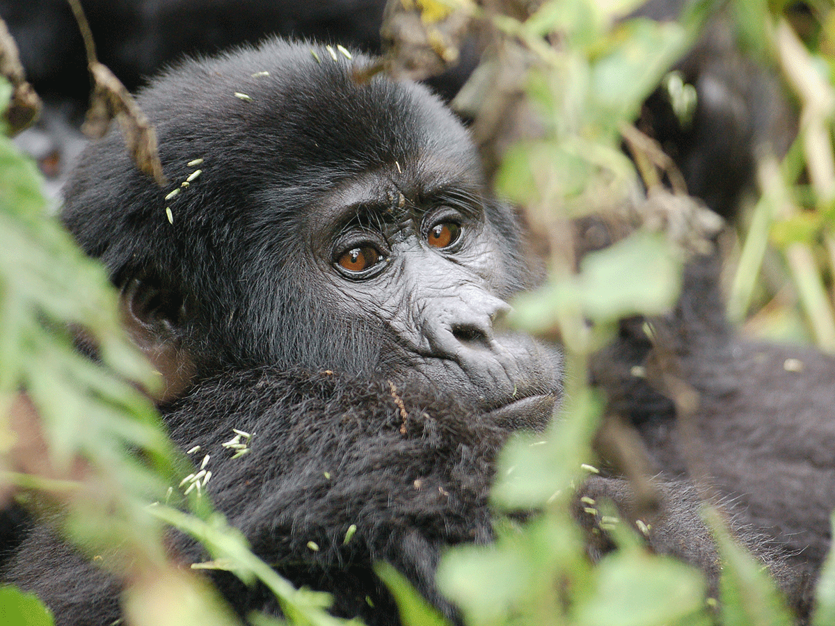 4 Days Dian Fossey Grave Hike & Golden Monkey Trekking Safari