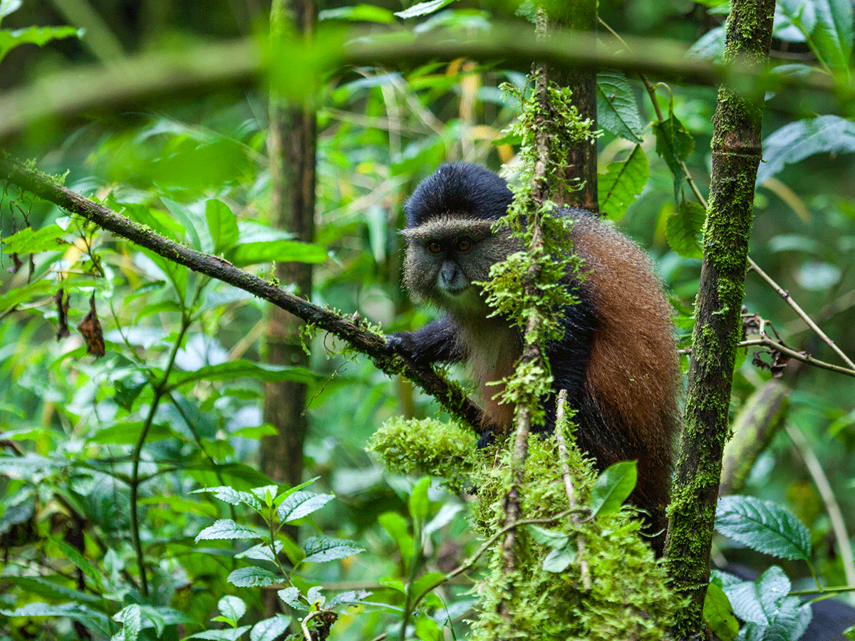 5 Days Rwanda Gorillas & Golden Monkey Safari