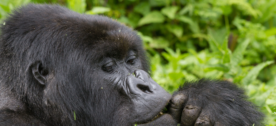 7 Days Gorilla Trekking Safari in Volcanoes NP Rwanda