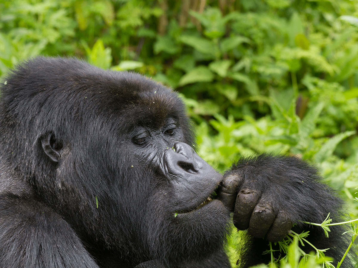 7 Days Gorilla Trekking Safari in Volcanoes NP Rwanda
