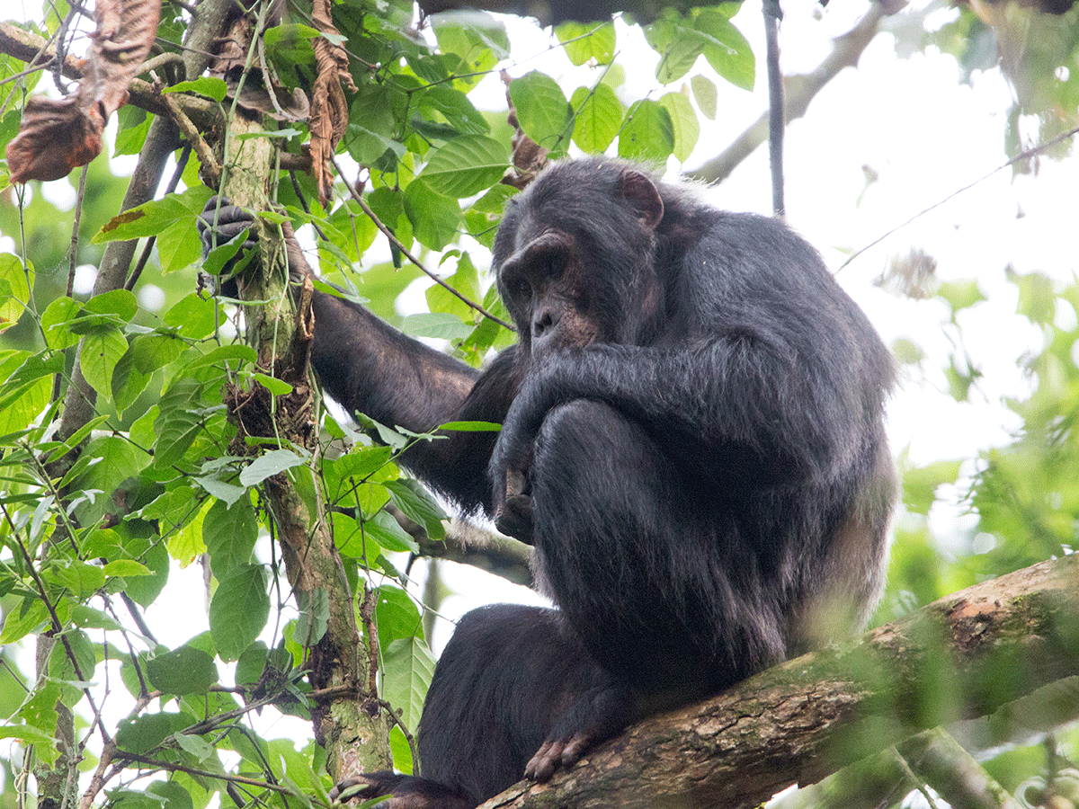 6 Days Rwanda Gorilla & Chimpanzee Safari