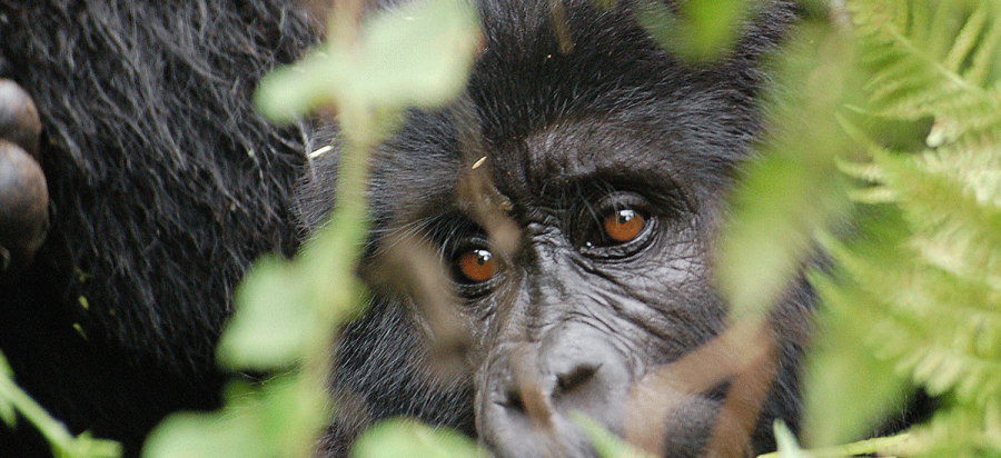 9 Days Golden Monkey Trekking Safari in VNP & Uganda Gorilla Safari