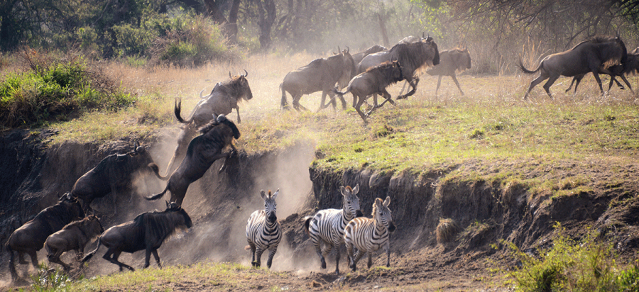 4 Days Grumeti River wildebeest Migration Safari