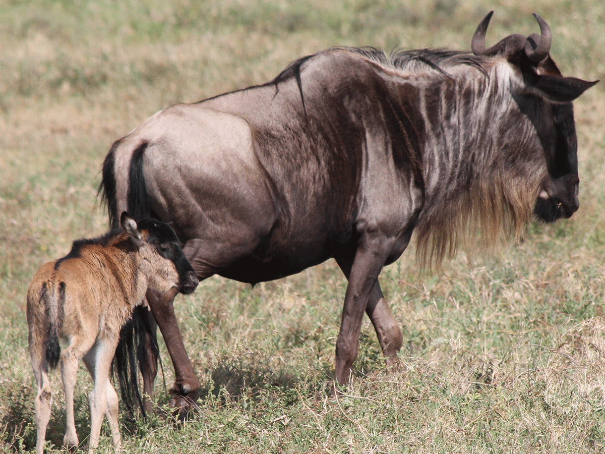 4 Days Serengeti Wildebeest Calving Season Safari
