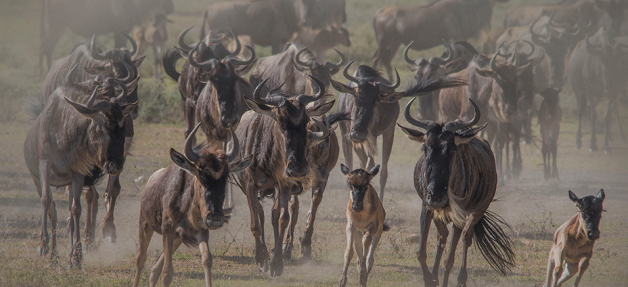 5 Days Budget Serengeti Wildebeest Calving Season Safari