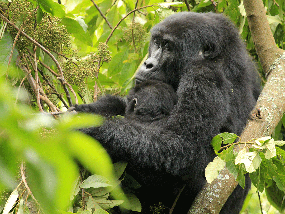 5 Days Mount Bisoke, Rwanda Gorillas & Golden Monkey Safari