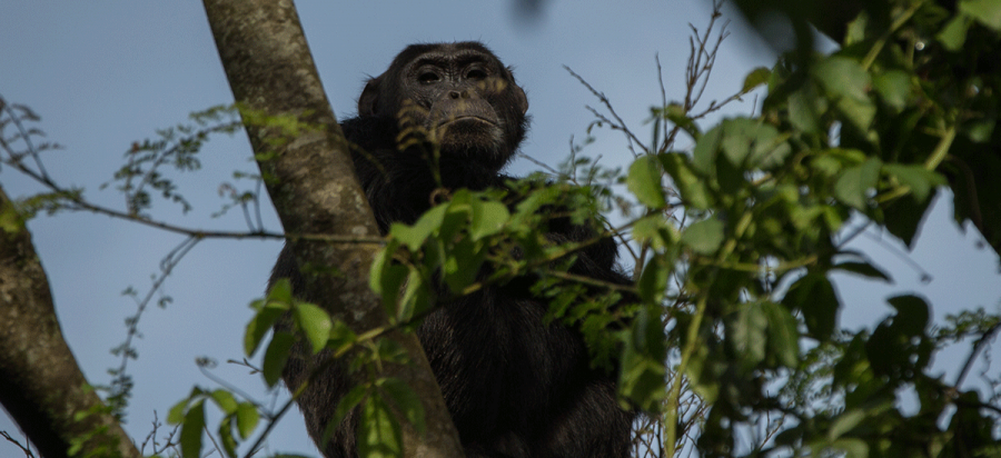 5 Days Volcanoes NP Gorillas and Chimpanzee Trekking Safari