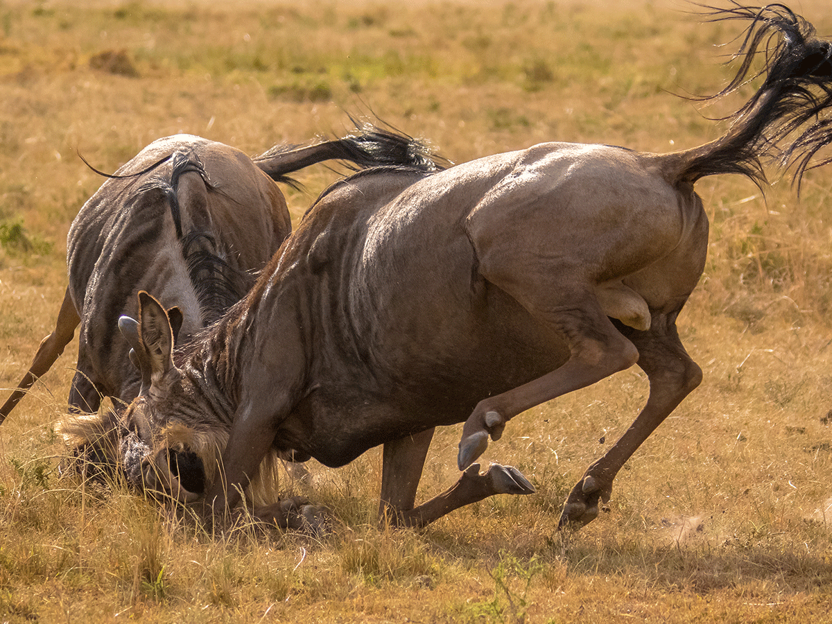 5 Days Wildebeest Rutting Season Safari