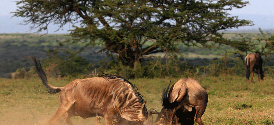 6 Days Budget Serengeti Wildebeest Rutting Season Safari