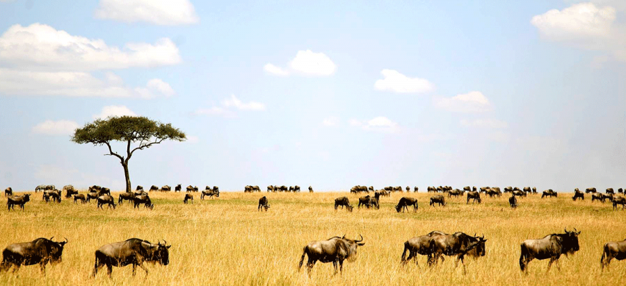 7 Days Serengeti Wildebeest Migration Safari