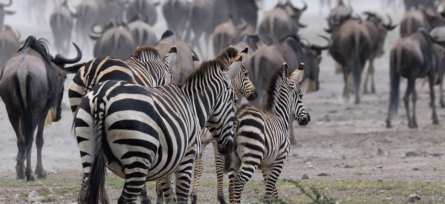 Best time to witness Wildebeest Migration in Serengeti