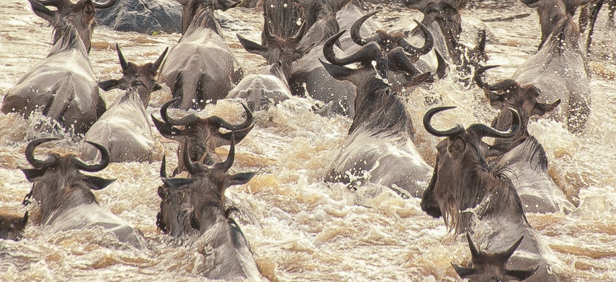 Grumeti River Wildebeest Migration Crossing Serengeti