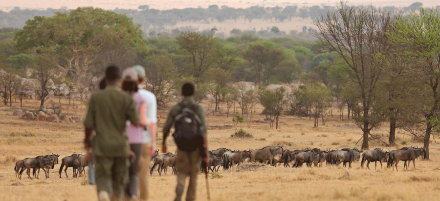 Guided Walking Safaris in Serengeti National Park