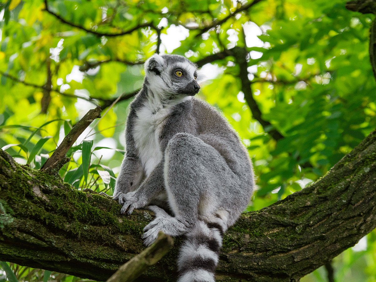 safari park madagascar