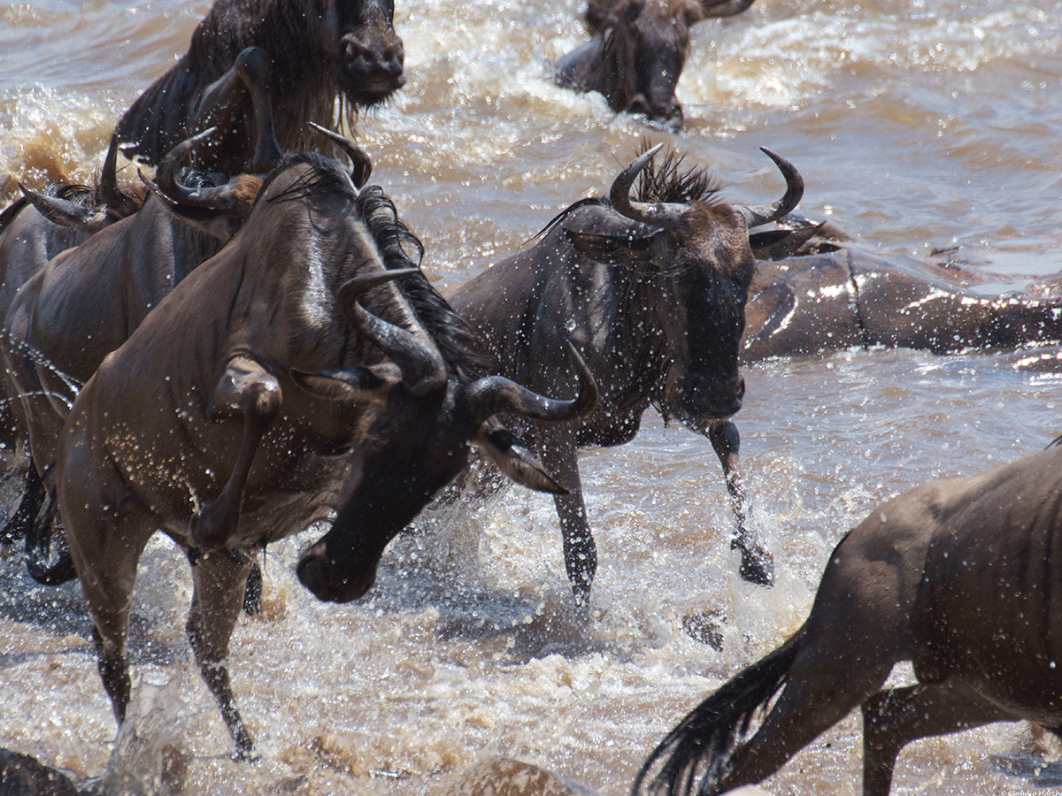 Serengeti Wildebeest Migration Safari Tanzania