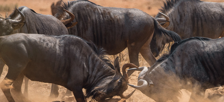 Wildebeest rutting season in Serengeti Tanzania