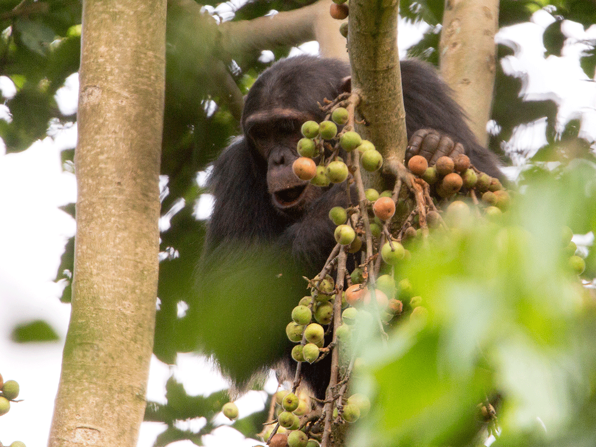 3 Days Chimpanzee Trekking in Nyungwe Forest