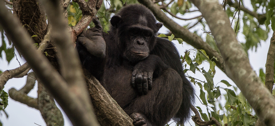 3 Days Nyungwe Forest Chimpanzee Trekking Safari
