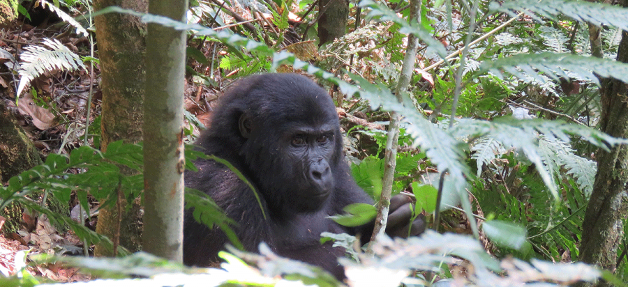 4 Days Bwindi Double Trek Gorilla Safari