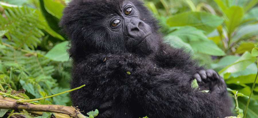 5 Days Nyungwe Chimpanzee & Rwanda Gorilla Safari