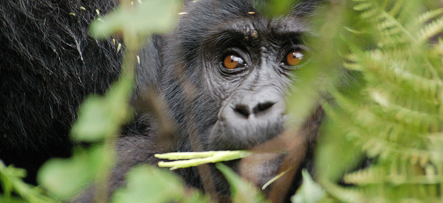 5 Days Uganda Gorilla & Chimpanzee Habituation Experience