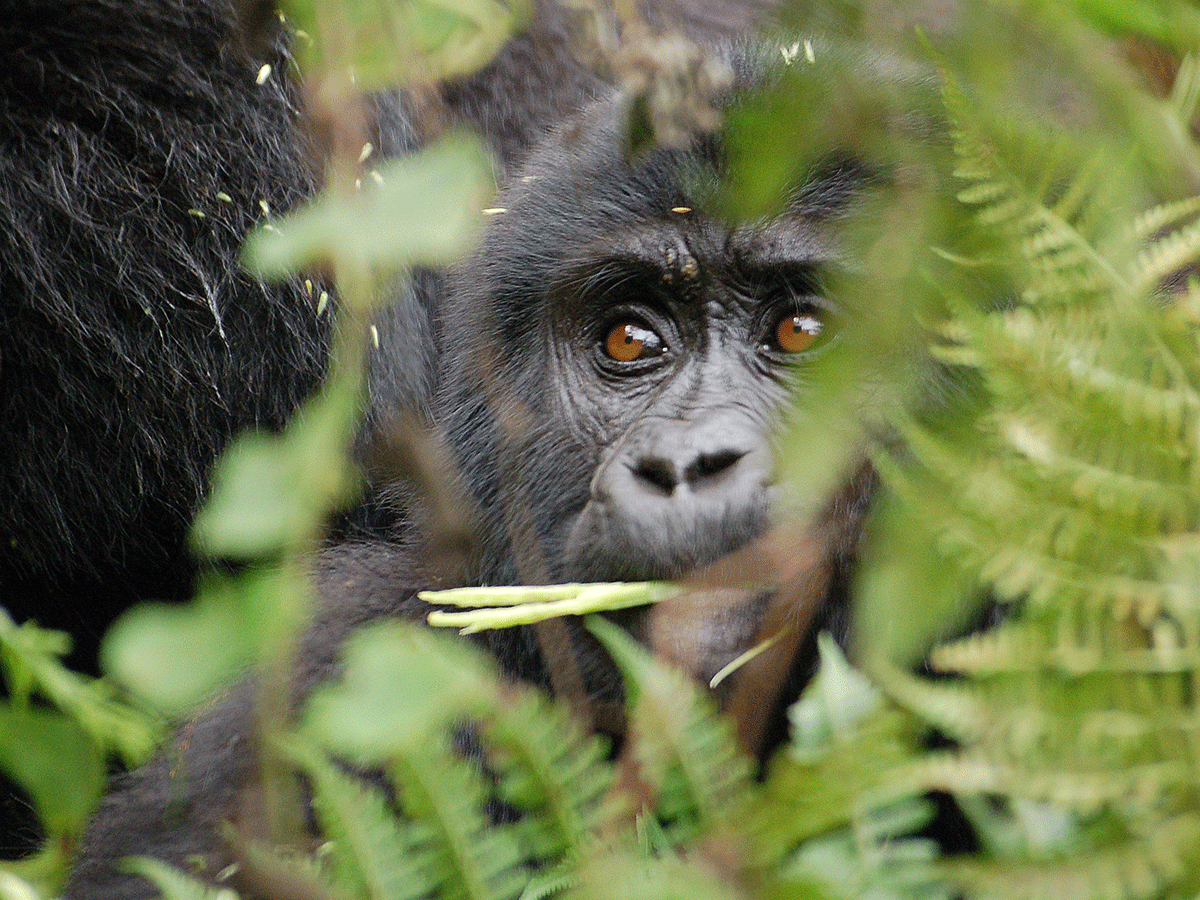 5 Days Uganda Gorilla & Chimpanzee Habituation Experience