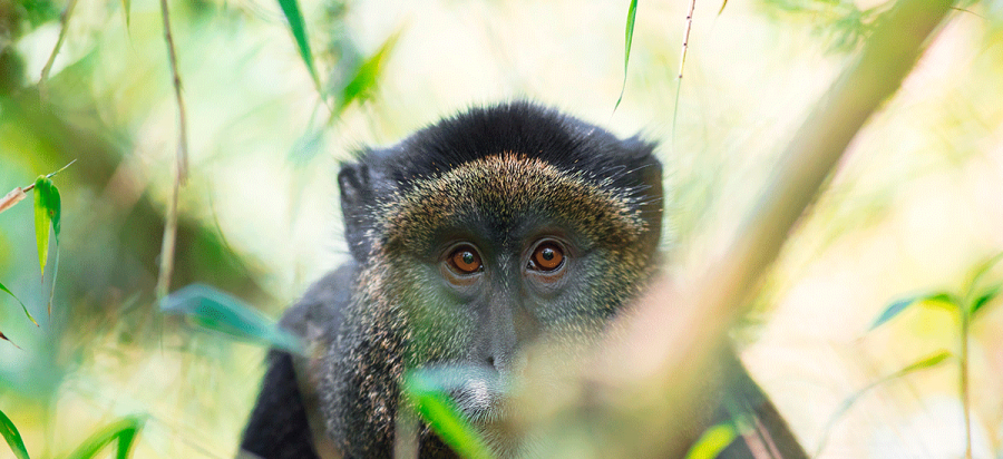7 Days Chimpanzee Trekking in Nyungwe, Lake Kivu & Gorillas