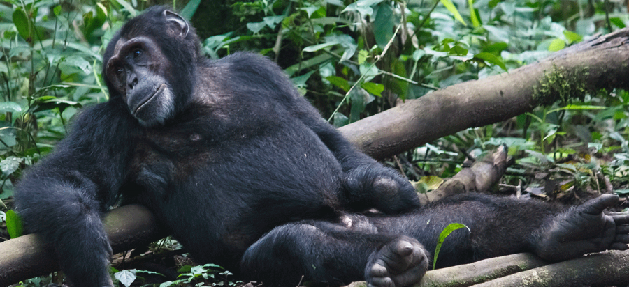 7 Days Uganda Gorillas and Chimpanzee Habituation Safari
