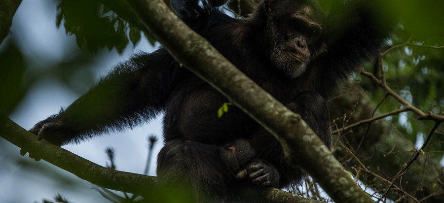 Chimpanzee Trekking in Nyungwe Forest