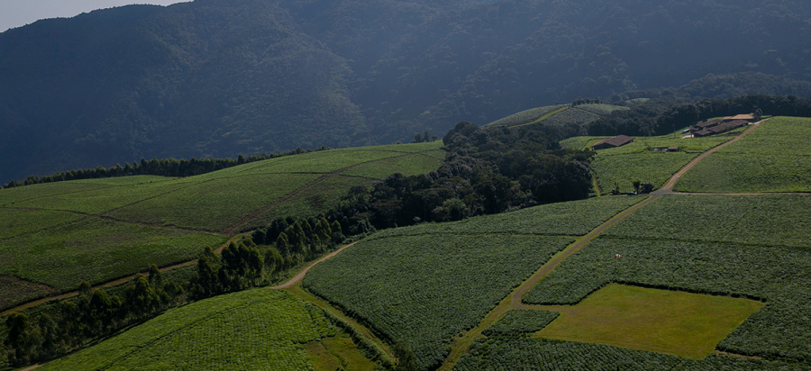 Gisakura tea farm Visit near Nyungwe Forest