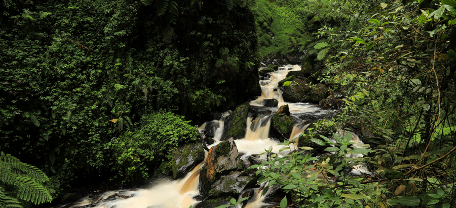 Tropical waterfall walks in Nyungwe Forest