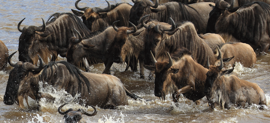 Wildebeest_Mara_River_crossing