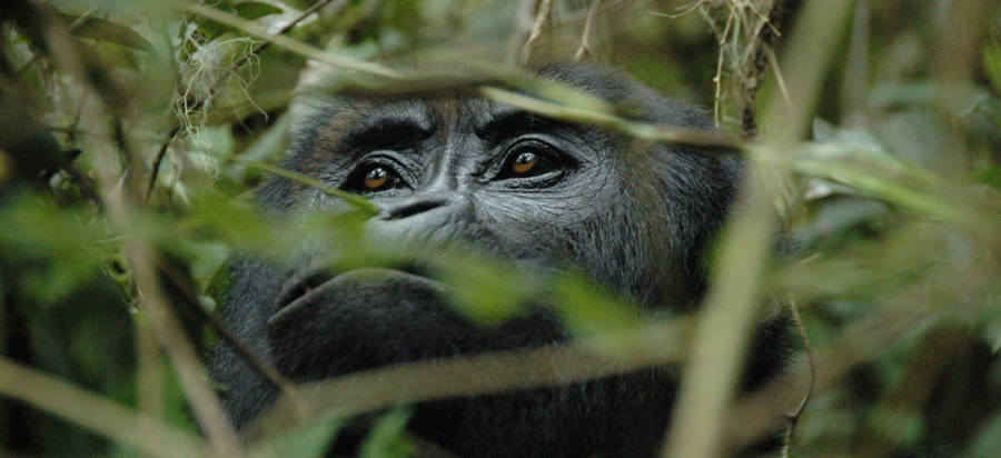 10 Days Congo Mountain and Lowland gorilla safari