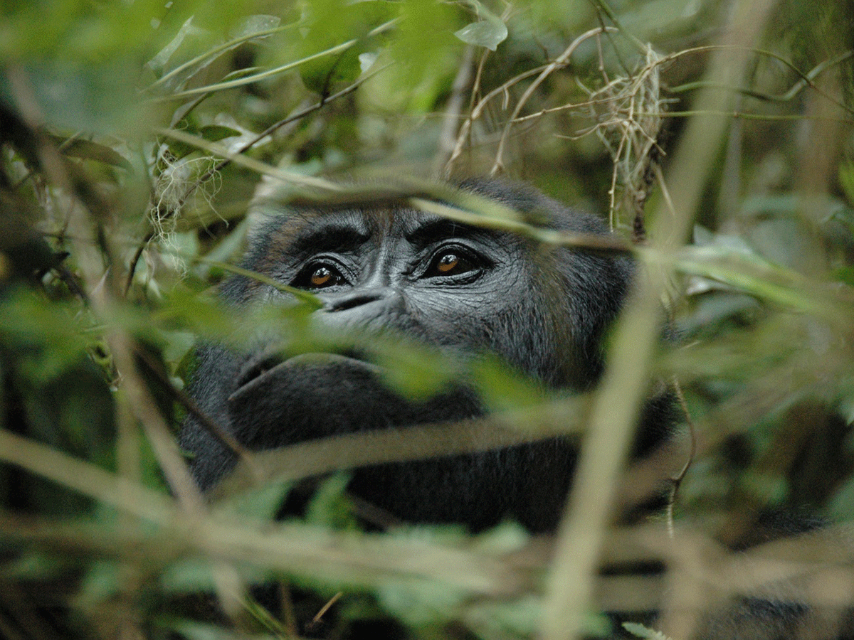 10 Days Congo Mountain and Lowland gorilla safari