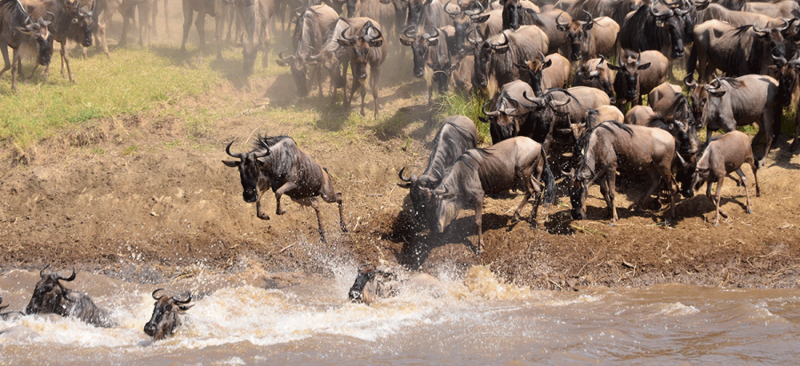 10 Days Tanzania Wildebeest Migration Safari