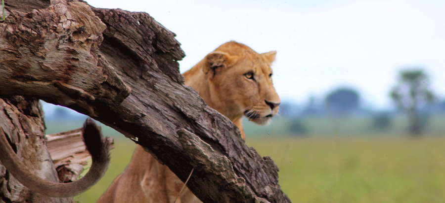 12 Days Best of Uganda Safari
