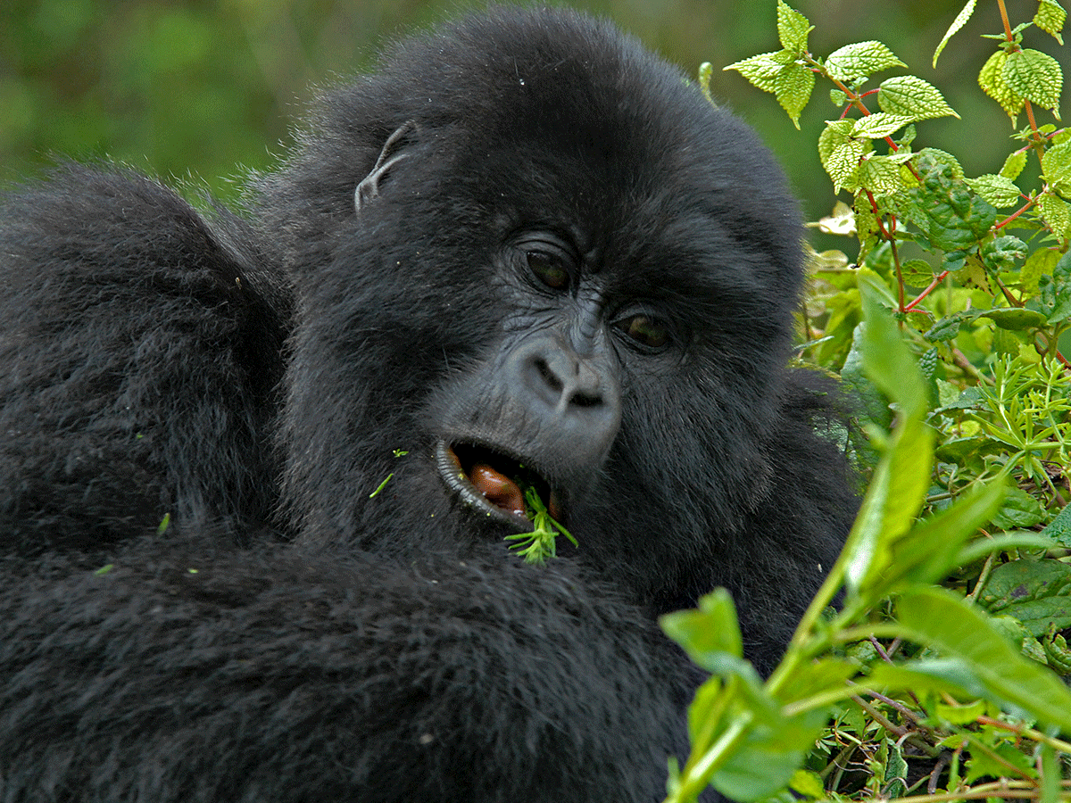 12 Days Kenya Wildlife and Uganda Gorilla Safari