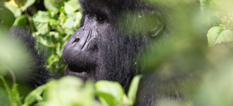 13 Days Kenya Wildlife and Rwanda Gorilla Safari