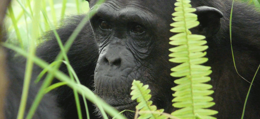14 Days Tanzania Chimpanzee and wildlife safari
