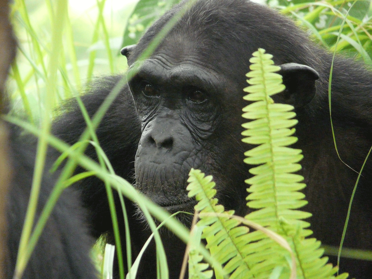 14 Days Tanzania Chimpanzee and Wildlife Safari