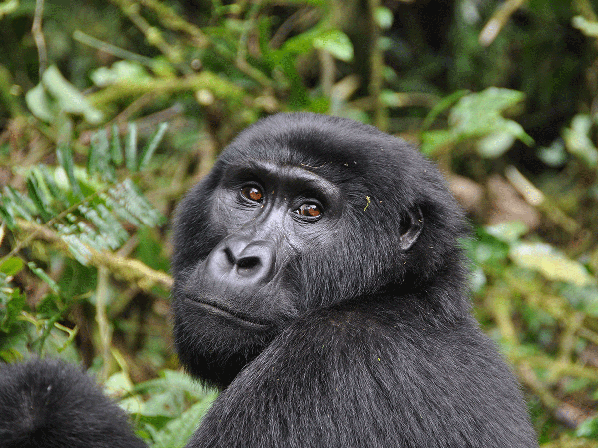 4 Days Uganda Gorilla Fly-in Safaris