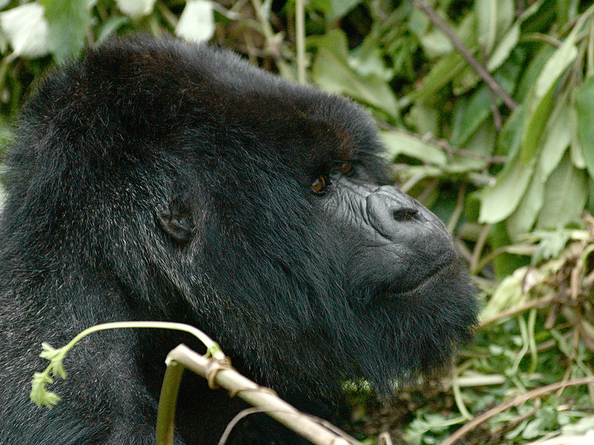 6 Days Congo Gorilla Trekking & TChegera Island