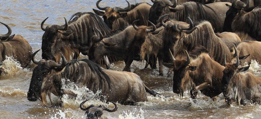 6 Days Kenya Wildebeest Migration Safari