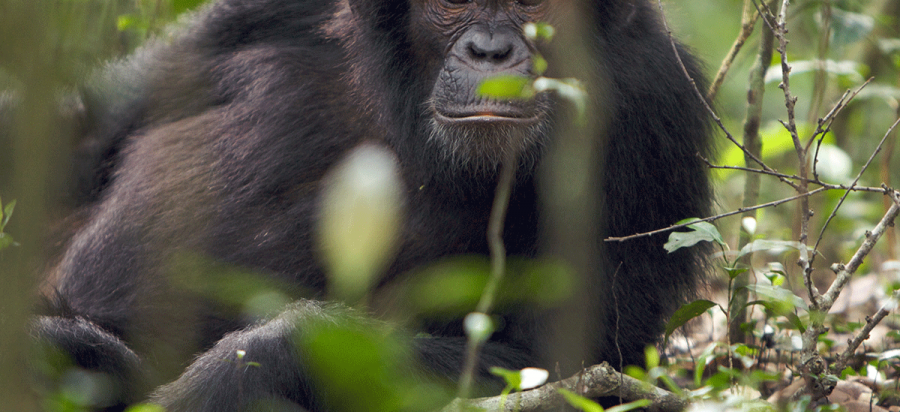 6 Days Uganda Gorillas and Chimpanzee Safari