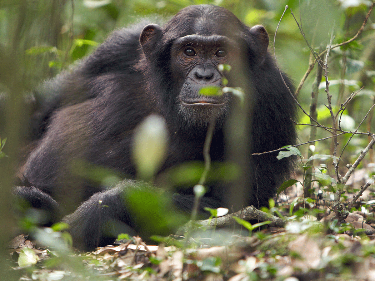 /african-safari-packages/6-days-uganda-gorillas-and-chimpanzee-safari/