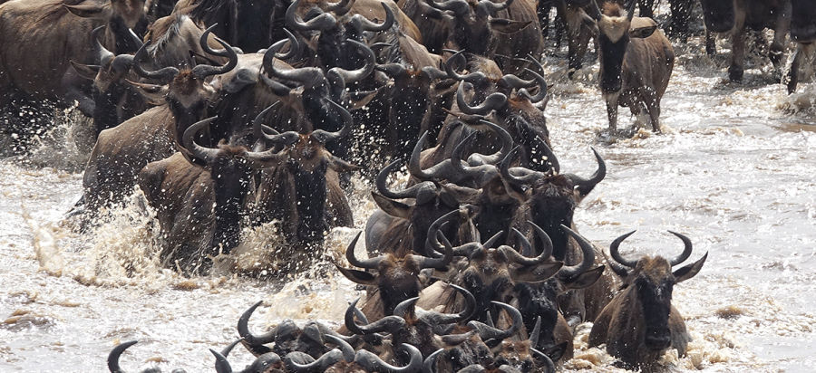 7 Days Budget Kenya Wildebeest Migration Safari