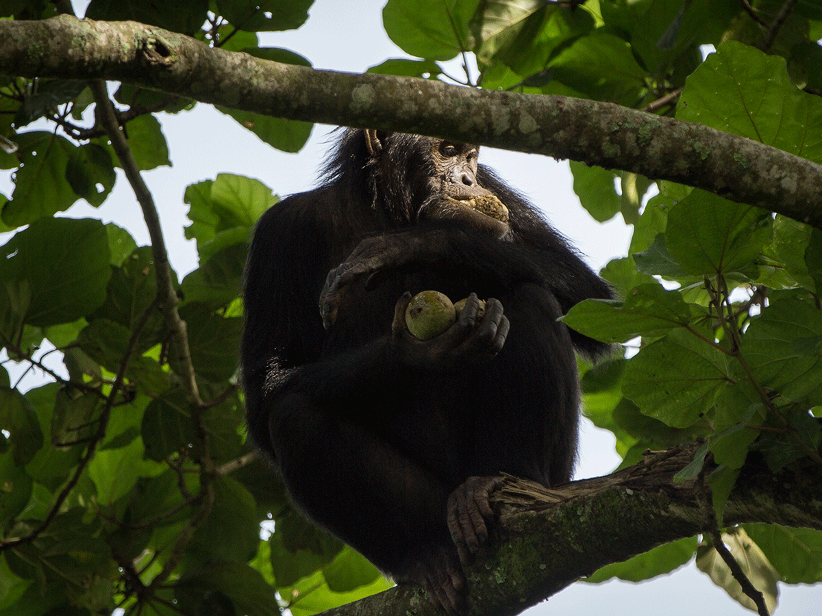 7 Days DR Congo Gorillas & Chimpanzee Trekking Safari